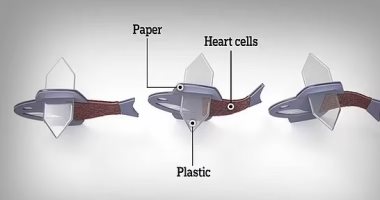 ابتكار سمكة روبوتية فى المختبر من خلايا القلب البشرى