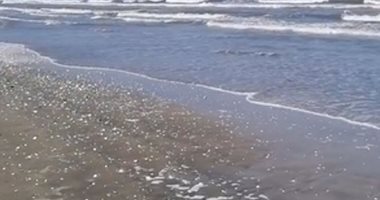 نورس على البر ورياضة على الرمل.. طقس شتوى معتدل على شاطئ بورسعيد.. لايف وصور