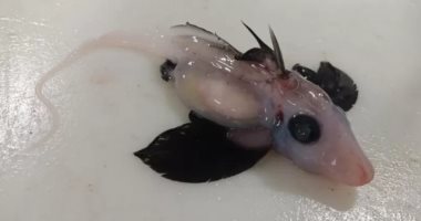 BBC: الصدفة تقود علماء نيوزيلنديين لاكتشاف سمكة قرش "الشبح" الصغيرة النادرة