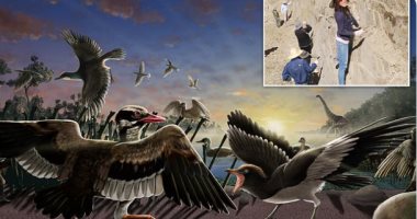 علماء يدرسون طائر غريب بـ"ذقن متحرك" عاش منذ 120 مليون عام