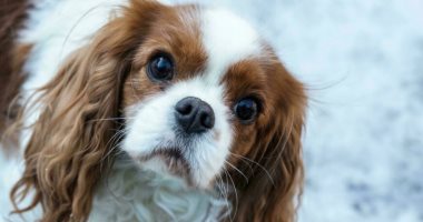 النرويج تصدر قرارا بحظر تربية سلالات معينة من الكلاب.. اعرف السبب