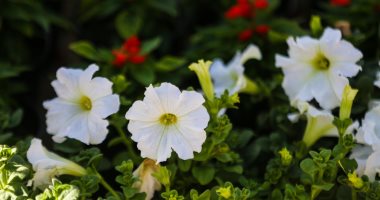 معرض زهور الربيع يواصل فعالياته بحديقة الأورمان حتى نهاية أبريل