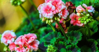 أشكال بديعة وورود جميلة.. معرض زهور الربيع بحديقة الأورمان فى الجيزة