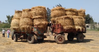 الإرشاد الزراعى بمدينة بلقاس: إعادة تدوير قش الأرز عاد بالنفع على الفلاح