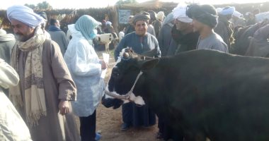 حملات للمرور على سوق مواشى أرمنت لمتابعة صحة وسلامة الحيوانات بالأقصر.. صور