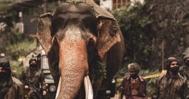 نفوق أشهر فيل فى سريلانكا والرئيس يصدر مرسومًا ويعتبره كنزًا وطنيًا