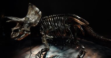 رحلة الديناصورات.. متحف ملبورن بأستراليا يحتضن الحفائر الأكثر اكتمالا في العالم