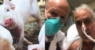 وفاة أول شخص خضع لجراحة زراعة قلب خنزير فى ماريلاند الأمريكية