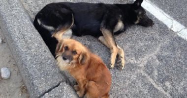 الإخلاص بيجرى بدمهم.. كلب يرفض مغادرة كلبة مصابة بالشارع وذهب معها للمستشفى