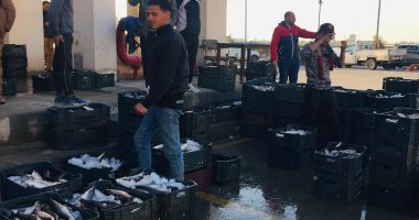 شاهد بيع أسماك الجملة فى سوق السمك بالإسماعيلية.. لايف وصور