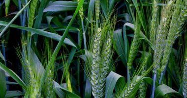كم يبلغ حجم إنتاج مصر من القمح والأرز وقصب السكر فى 18 نقطة