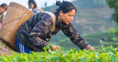 حصاد الشاى الصينى.. موسم قطاف أوراق مزاج التنين