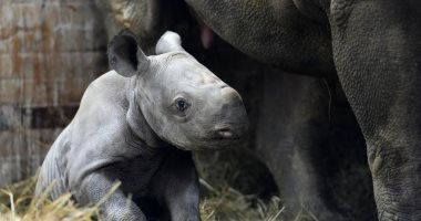 سموه "كييف" تكريما لأوكرانيا.. ولادة وحيد قرن مهدد بالانقراض بحديقة حيوان تشيكية