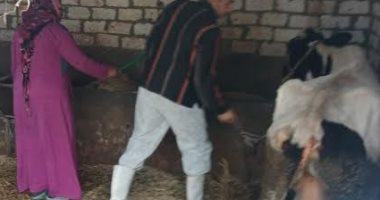 حملات لتحصين الماشية ضد الحمى القلاعية والوادى المتصدع بقرى الإسماعيلية