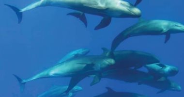دعوات لمرتادى الشواطئ فى اليابان للابتعاد عن الدلافين بعد سلسلة من الهجمات