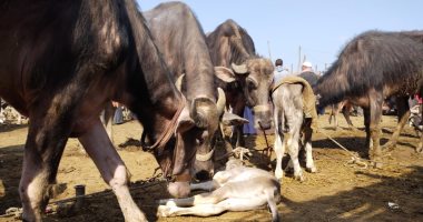 زحام بأكبر أسواق الماشية في القليوبية قبل أيام من شهر رمضان.. صور