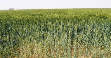 "العامة للصوامع والتخزين": موسم حصاد القمح هذا العام استثنائى