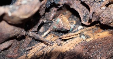 العثور على مقبرة عمرها 2500 عام في وادى الملوك بسيبيريا .. صور