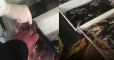 كله هيتفحص.. أسماك حية تخضع لاختبار فيروس كورونا فى سوق شنغهاى "فيديو"