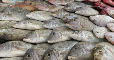 استقرار أسعار السمك فى مصر اليوم الخميس 7 أبريل 2022