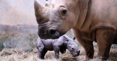 العلم يتحدى انقراض الحيوانات.. ولادة وحيد القرن الأبيض في حديقة حيوانات جنوب الصين