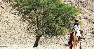 "الأكاسيا" أشهر أشجار جنوب البحر الأحمر وأطلق عليها "شجرة إيزيس".. صور