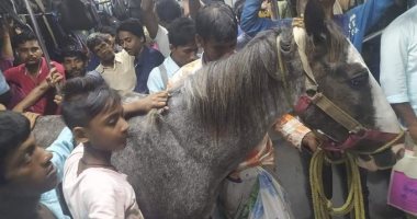 حصان يسافر وسط الركاب في قطار مزدحم بالهند.. "كان مرهق شوية"