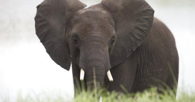 باحث كولومبى يلقى مصرعه بسبب فيل فى متنزه كيبالى الوطنى بأوغندا