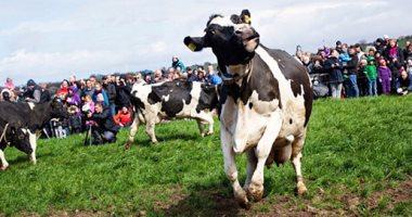 لأول مرة منذ تفشي فيروس كورونا.. الدنماركيون يستمتعون بـ "يوم البقرة الراقصة" 