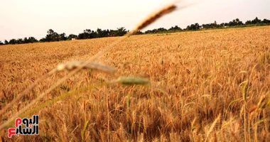 تعرف على أهم توصيات خبراء الزراعة عند حصاد وتوريد القمح