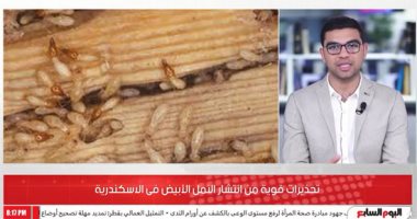 آثار الخوف فى الإسكندرية.. تحذيرات من النمل الأبيض وخطورته على المبانى 