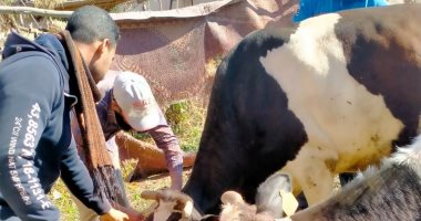 تحصين 219 ألف رأس ماشية ضد الوادى المتصدع والحمى القلاعية بكفر الشيخ