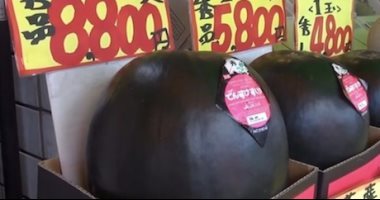 الواحدة بـ110 آلاف جنيه.. ماذا تعرف عن البطيخ الأسود؟ (فيديو)