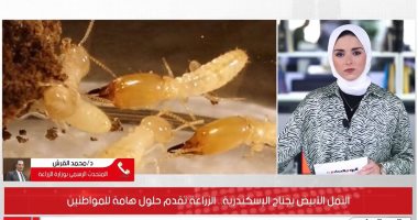 الحل فى اجتياح النمل الأبيض للإسكندرية.. اعرف رد وزارة الزراعة.. فيديو