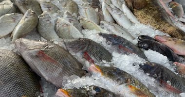 ضبط كمية من الأسماك المجمدة وعلب السجائر مجهولة المصدر في بيلا بكفر الشيخ
