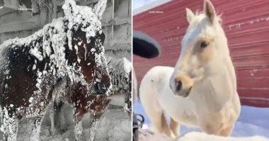 عاصفة تغطي 7 خيول بالثلج لمدة 3 أيام داخل حظيرة شمال أمريكا .. فيديو