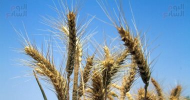 وزير الزراعة ومحافظ القليوبية يتفقدان مطحن بنها لمتابعة توريد القمح من المزارعين