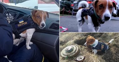 كلب يساعد فى تطهير أوكرانيا من المتفجرات الروسية.. فيديو وصور 