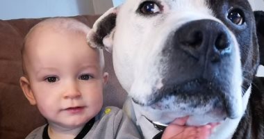 أمريكية تحذر الأمهات بعد تعرض ابنها للعض من كلبهم "الأليف".. اعرف القصة