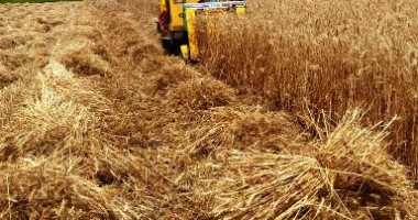 محافظ الفيوم يفتتح موسم حصاد القمح بأحد الحقول الزراعية بمركز إطسا