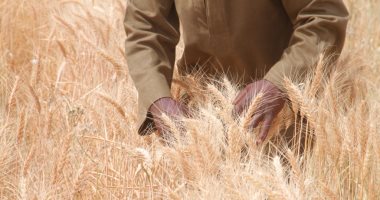 الزراعة: 8 توصيات لمزارعى القمح عند حصاد المحصول