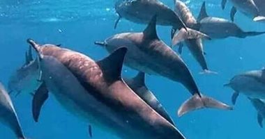 تعرف على منطقة "سطايح" أكبر بيوت الدلافين الدوارة بالبحر الأحمر.. صور