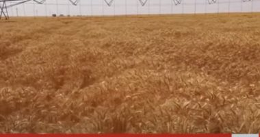 بدء الجولة التفقدية للرئيس السيسي إيذانا ببدء موسم حصاد القمح فى توشكى