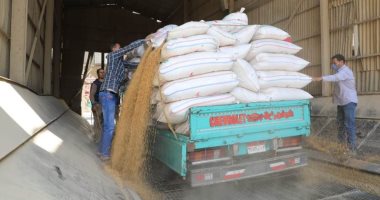 ضبط تجار غلال يجمعون محصول القمح من المزارعين بصورة غير قانونية بالمنوفية