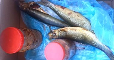 ضبط 186 طن فسيخ وأسماك مجمدة غير صالحة للاستهلاك قبل عيد الفطر