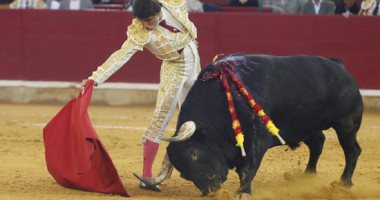 مصارعة الثيران فى إسبانيا تراث شعبى يرفض الاندثار