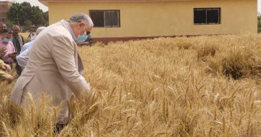 الزراعة لـ"اليوم": مصر حققت قفزة هائلة بمجال التقاوى المعتمدة لمحصول القمح