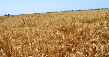 الهند تحظر صادرات القمح بأثر فوري للسيطرة على ارتفاع الأسعار بالداخل