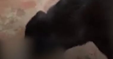 فتاة مغربية تسمح لكلبتها بقتل قطة أمام عدسة الكاميرا.. فيديو