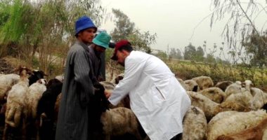 تحصين نصف مليون رأس ماشية من الأمراض الوبائية بالشرقية